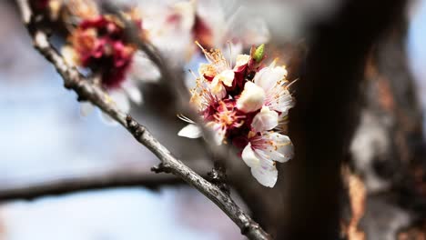 bees pollinating the flowers of a blooming apricot tree