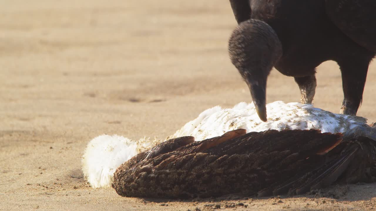 buitre de cabeza negra girando un cuerpo de piquero peruano para encontrar el lugar para introducir su pico en el cadáver arrancando las plumas