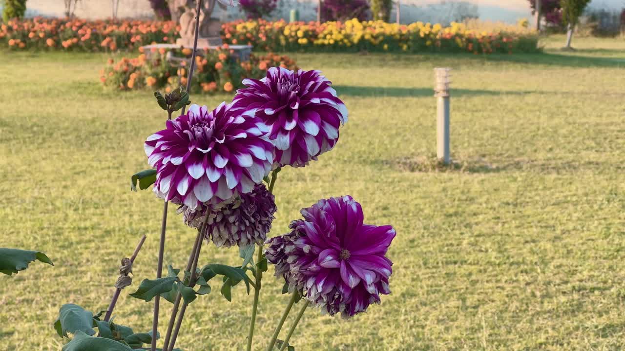 closeup of Purple dhalia blooming in the garden