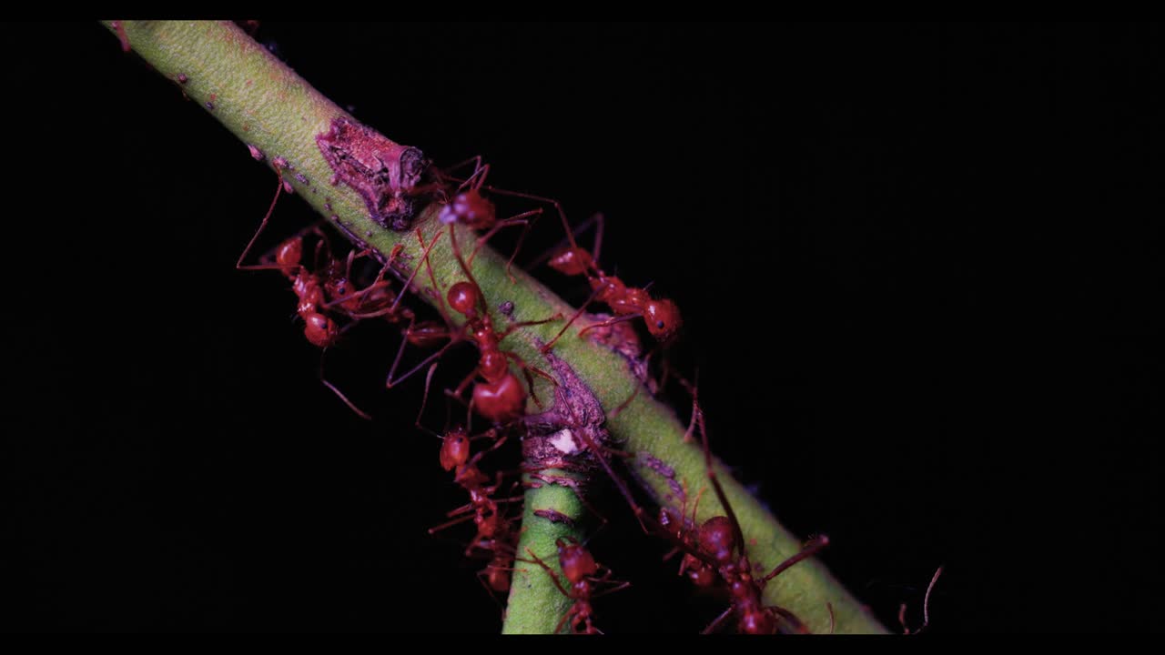 Filmato ravvicinato di centinaia di formiche tagliafoglie, Atta cephalodes, che si muovono lungo una vite verde. Uno sfondo nero crea un forte contrasto ed evidenzia il movimento fluido degli insetti.