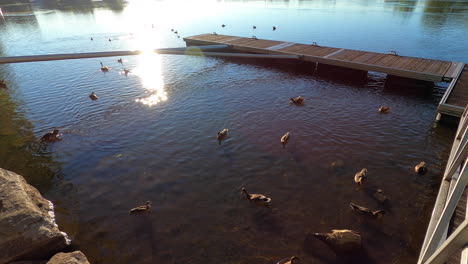 Muelle-A-Lo-Largo-De-La-Costa,-Vista-Al-Río,-Naturaleza,-Patos-En-El-Agua,-Verano,-Horario-De-Verano,-Paisaje,-Parque,-Panorama,-Día-Soleado