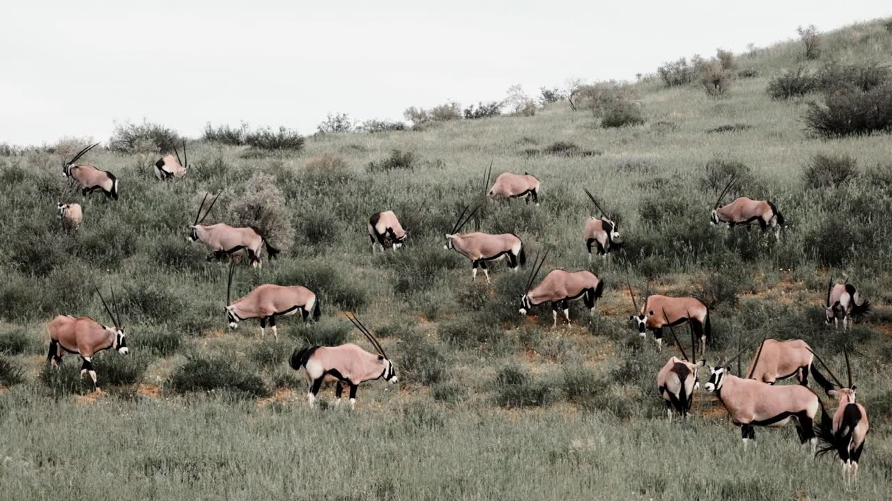 A large group of Gemsbok, or Oryx, on a lush, green, grassy dune in the Kalahari after the rains