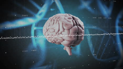 animación del procesamiento de datos digitales sobre el cerebro sobre un fondo oscuro