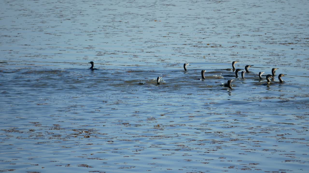 una bandada de commorants nadando hacia la derecha