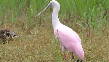 A-rare-roseate-spoonbill-standing-in-bright-light-with-a-background-of-grass