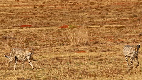 playful young cheetahs fooling around and chasing each other in dry field