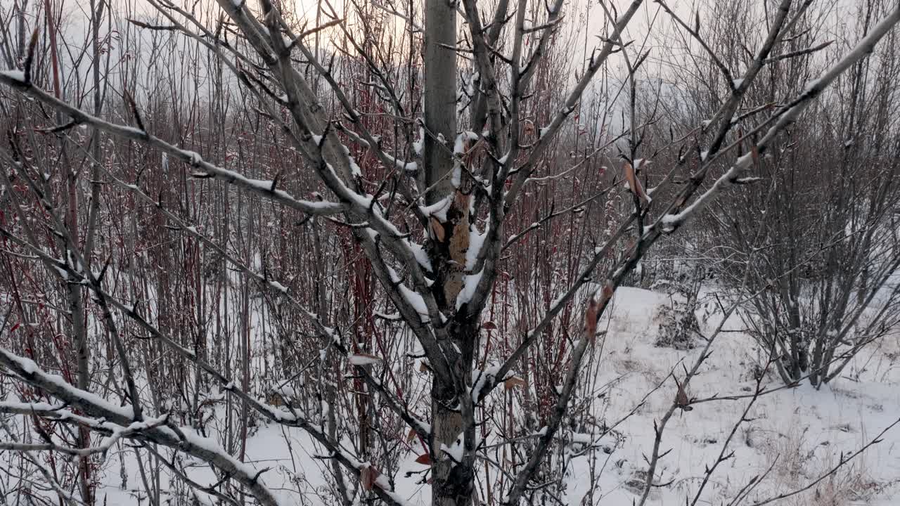 Quiet winter scene featuring a snow-covered tree in a peaceful forest. Tranquil landscape perfect for seasonal themes