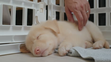 Close-up-view-of-beautiful-puppy-dog