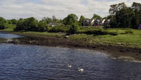 Cisnes-Deslizándose-Con-Gracia-En-La-Bahía-De-Kinvara-Con-El-Tráfico-De-La-Costa-Al-Fondo