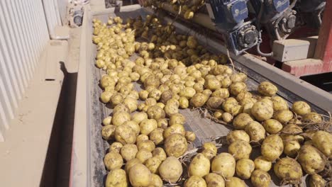 Tubérculos-De-Patata-Saliendo-Del-Transportador.-Camara-Lenta.