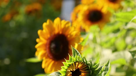 girasoles en un campo