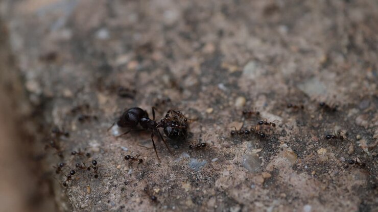 Ants Carrying Prey