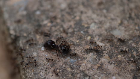 ants carrying prey