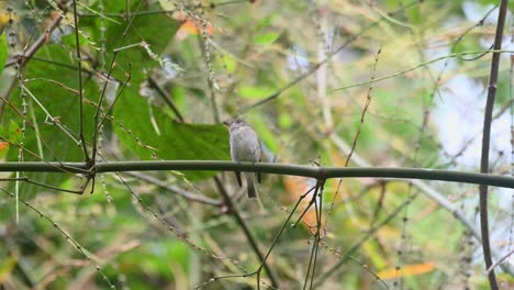 papamoscas marrón asiático, muscicapa dauurica, mirando hacia la izquierda y hacia arriba y luego hace caca mientras se posa en una pequeña rama horizontal de bambú durante un día seco de invierno en el parque nacional kaeng krachan, tailandia