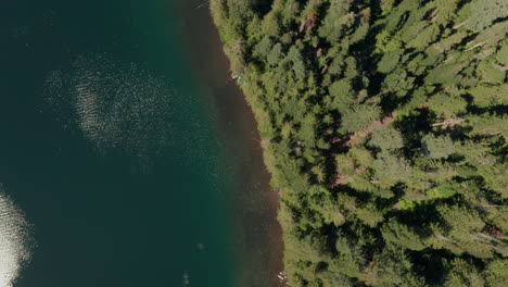Top-down-aerial-shot-over-a-pine-tree-forest-on-a-lake-shore