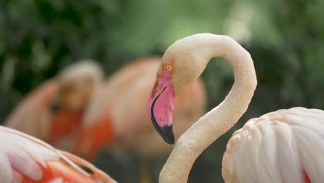 un grupo de grandes flamencos rodeados de bosques verdes y exuberantes en la costa de américa del sur