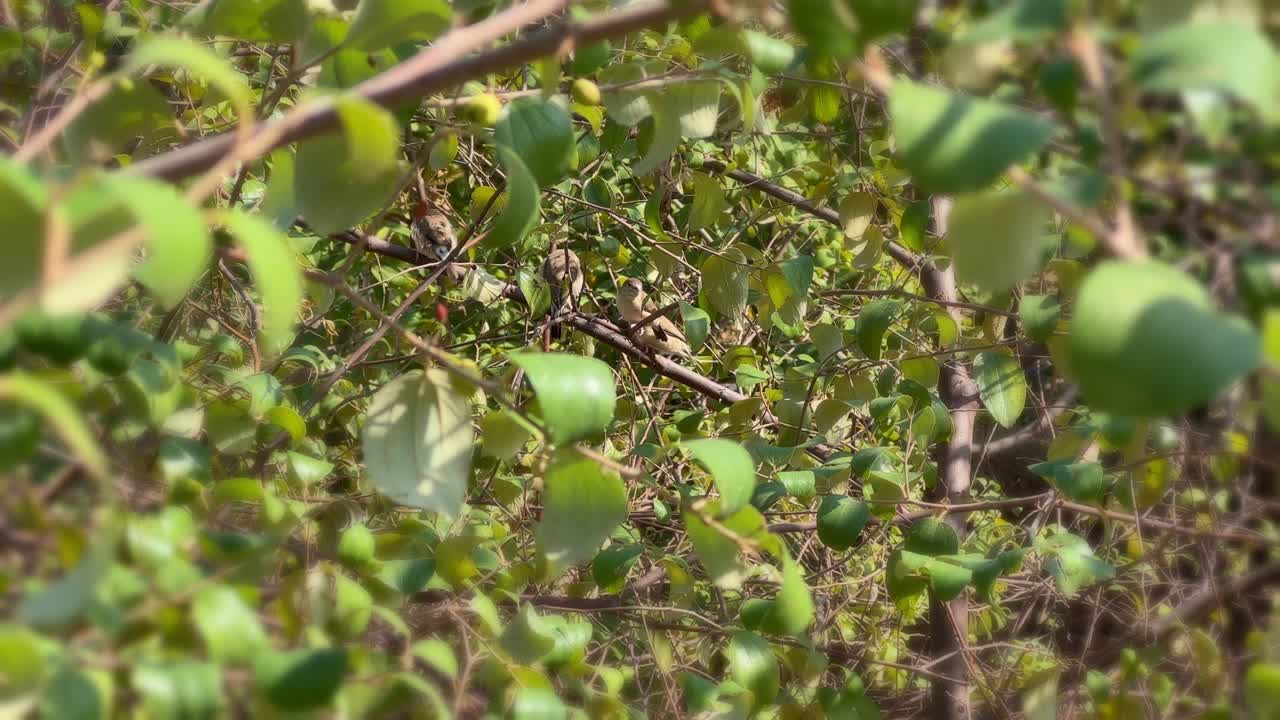 Tini birds chirping on the branch