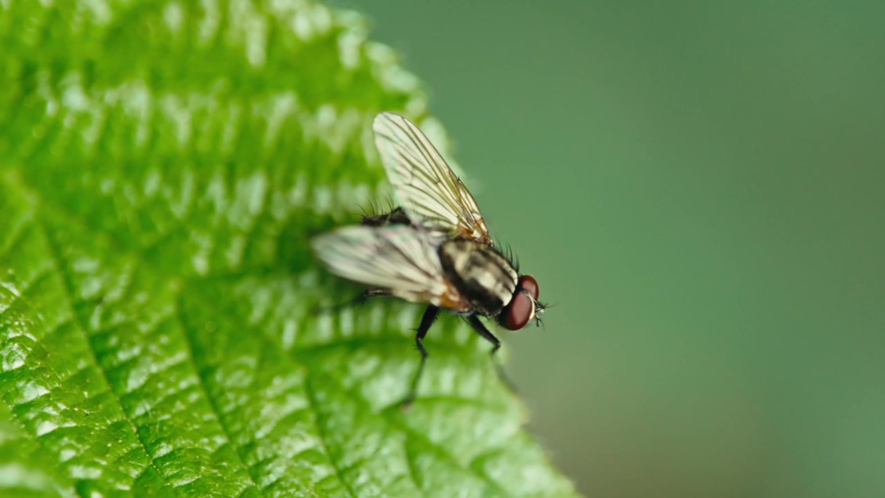 Scatto macro di una mosca domestica (Musca domestica) posata su una foglia verde prima di volare via. Luce naturale, texture dettagliata della foglia e sfondo sfocato.