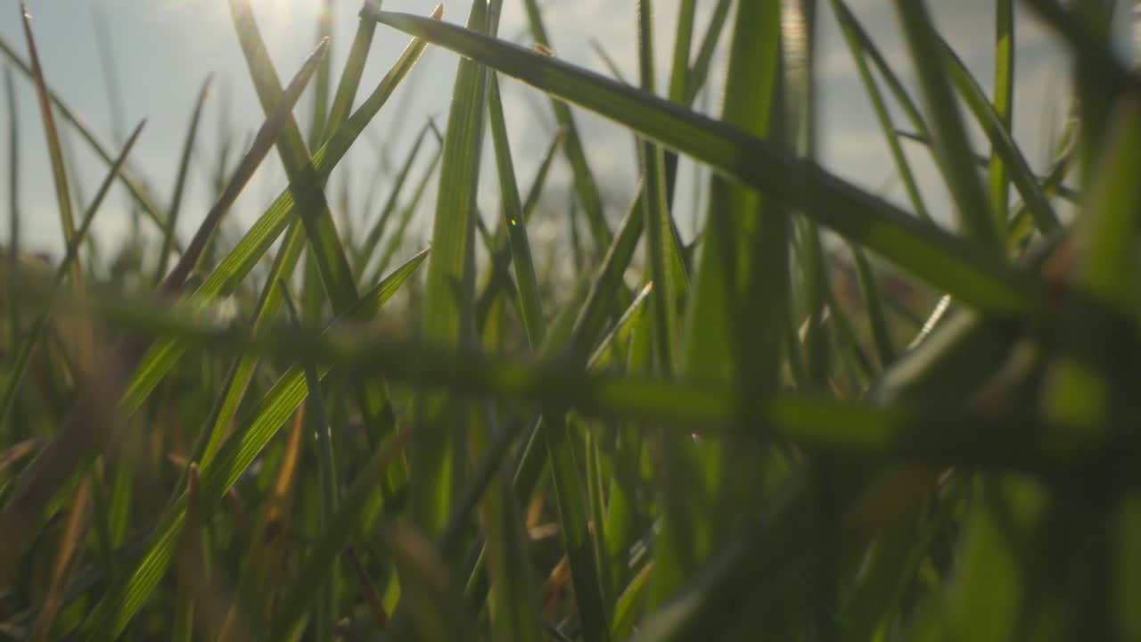 primer plano de la hierba