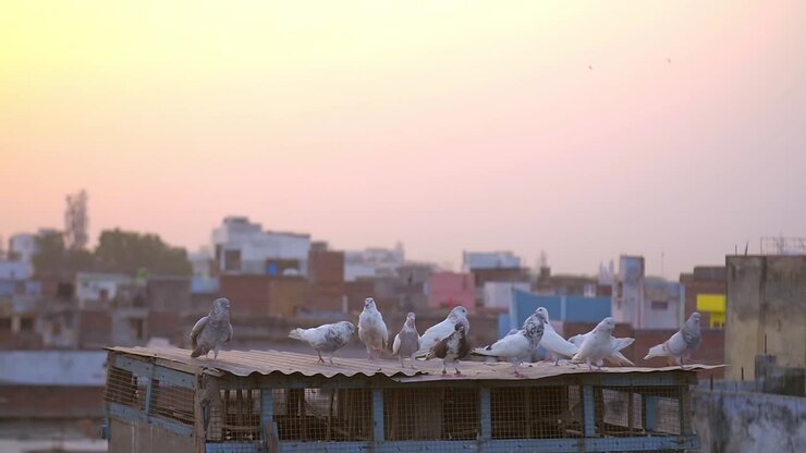 Birds on Rooftop at Sunset