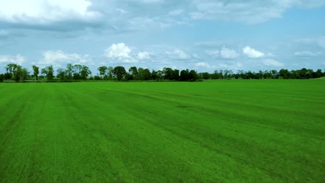 flight over a green lawn towards trees growing along the road, blue sky and white clouds, aerial footage