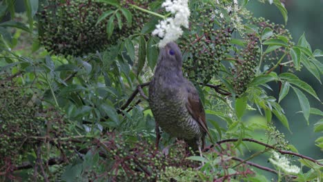 female satin bowerbird . close-up, locked down