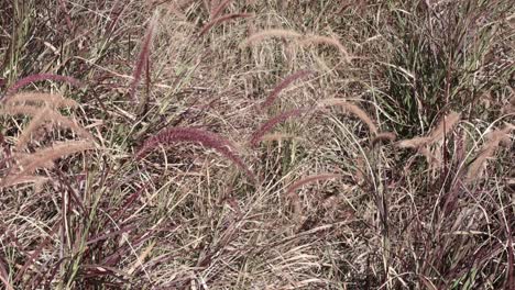 Grass-flowers-in-gentle-breeze