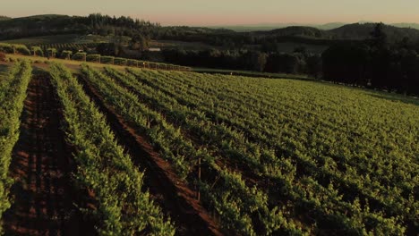 Aerial-footage-in-a-vineyard-sunset