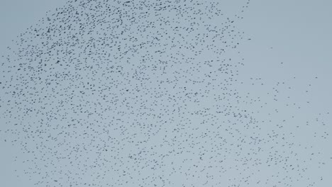 a large formation of a shoal of birds in the sky