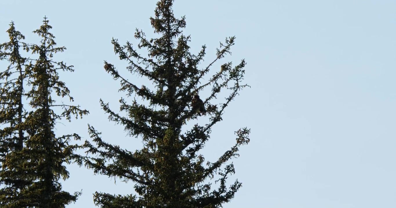Beautiful Bald eagle, sitting on a pine branch, Juneau, Alaska.
