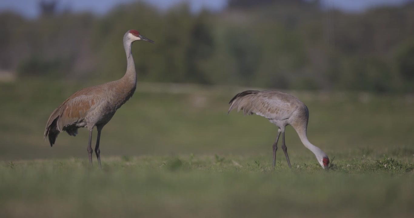 Sandhill Cranes at dusk foraging for food in grassy field