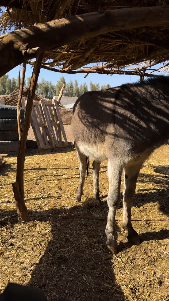 Vertical shot of a donkey animal peaceful mood in desert rural Iran farm local people countryside culture dry dust environment landscape and traditional transportation travel summer nature portrait