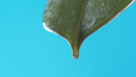 Gotas-De-Agua-Gotean-De-La-Hoja-Verde-Sobre-El-Fondo-Azul