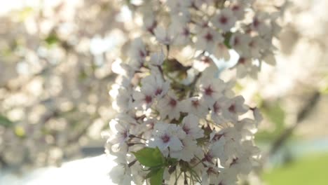 Vista-En-Cámara-Lenta-De-Los-Cerezos-En-Flor-En-El-Parque-De-La-Isla-De-Kaunas-Nemunas