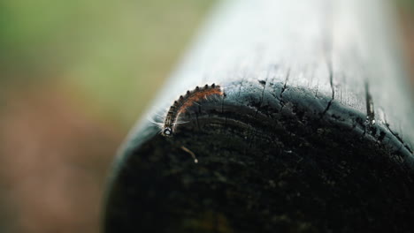 brown tail moth caterpillar crawls into old wooden pillar