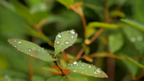 降雨後灌木葉上的雨滴的近距離拍攝