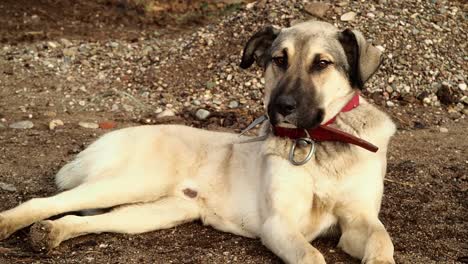 Schäferhund,-Der-Auf-Dem-Boden-Liegt