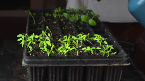 persona que riega brotes de verduras que crecen en céspedes con pulverizador