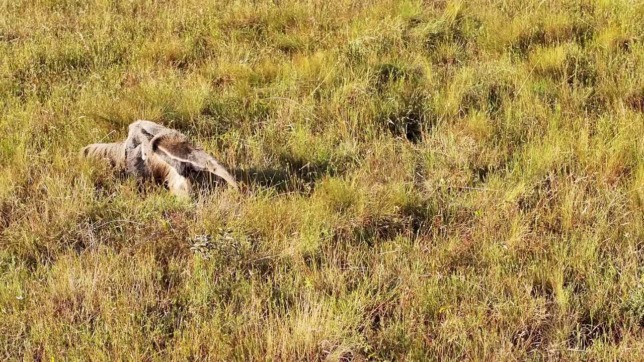 Drone view of a giant anteater, a wild animal released into the wild in a national park in Serra da Canastra