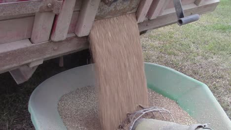 unloading wheat from a truck into an auger