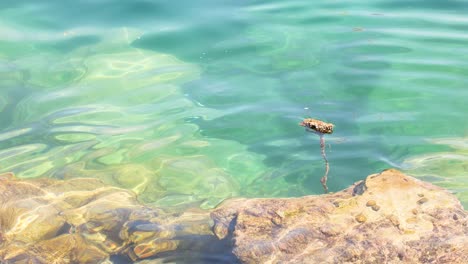 object floating near rocky shore in clear water