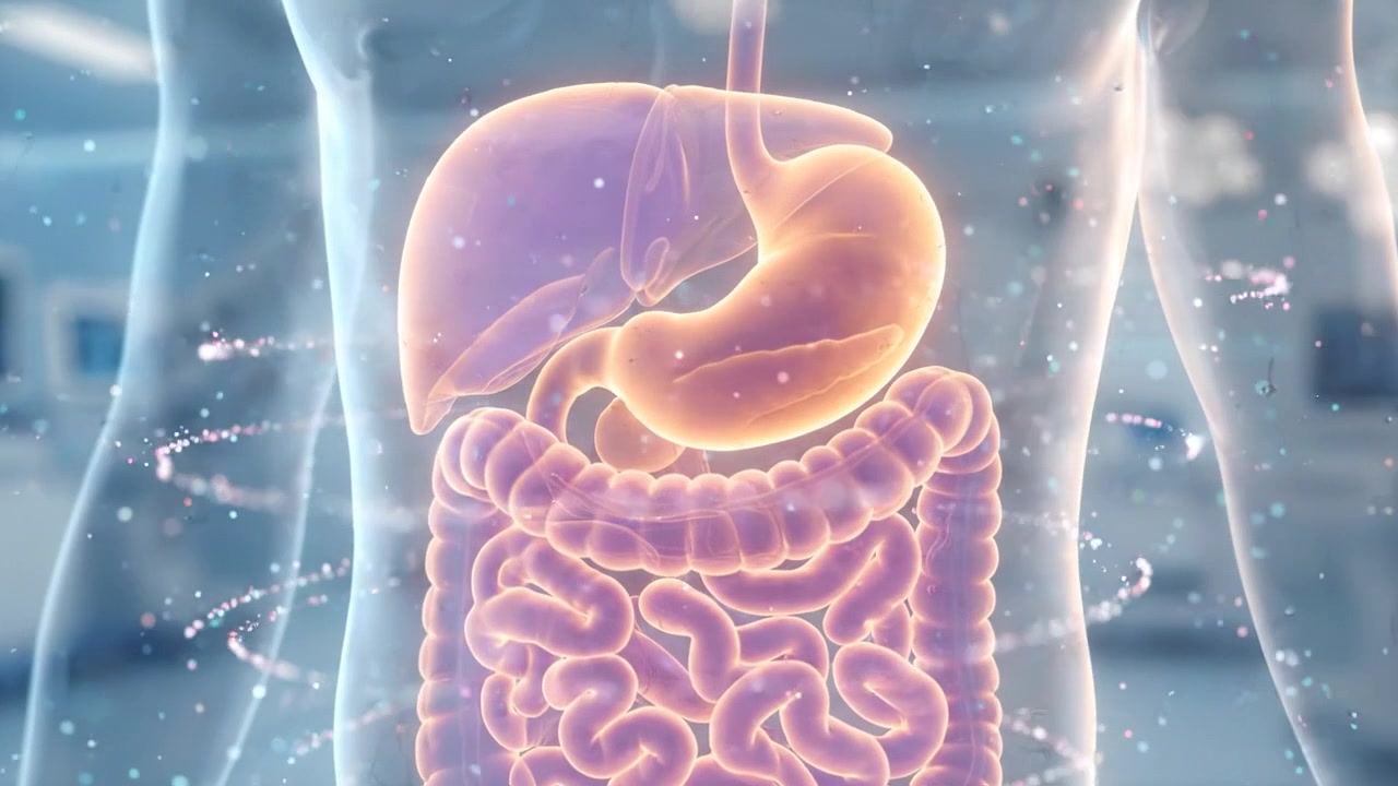 Organi digestivi luminosi evidenziati all'interno di un torso umano trasparente in una visualizzazione clinica