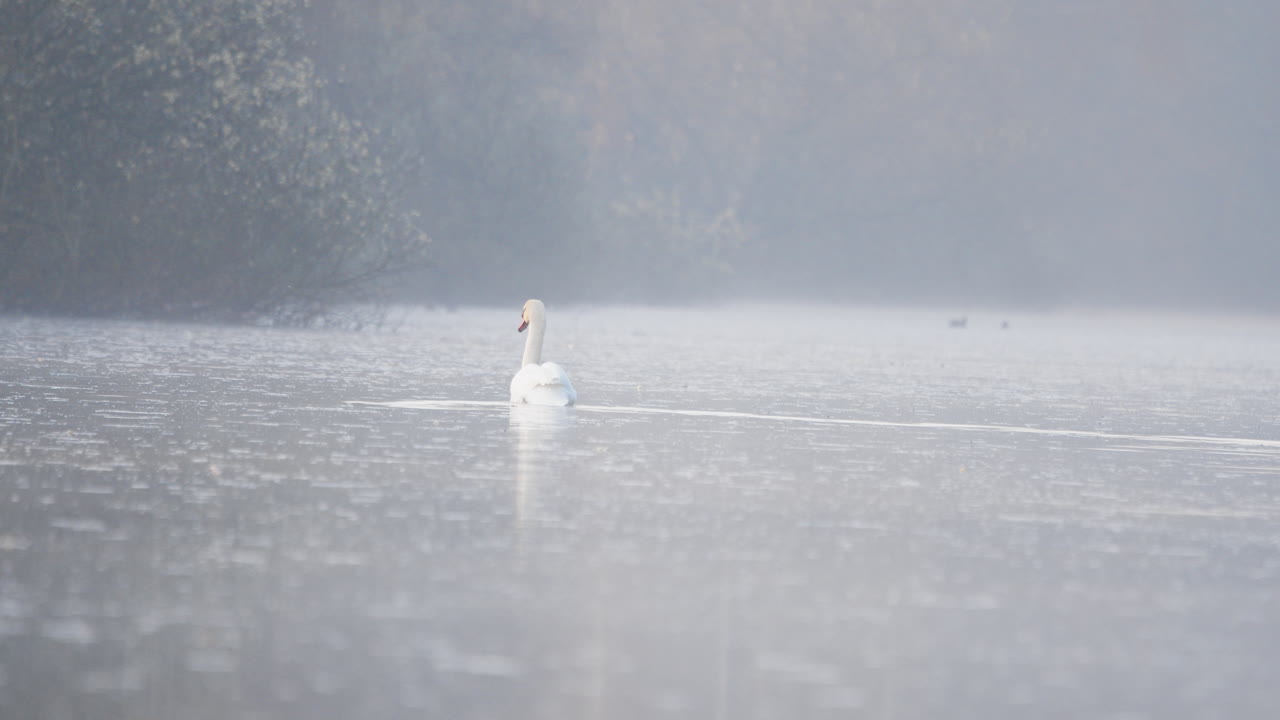 cisne nadando en un lago tranquilo en el parque forestal durante la mañana brumosa