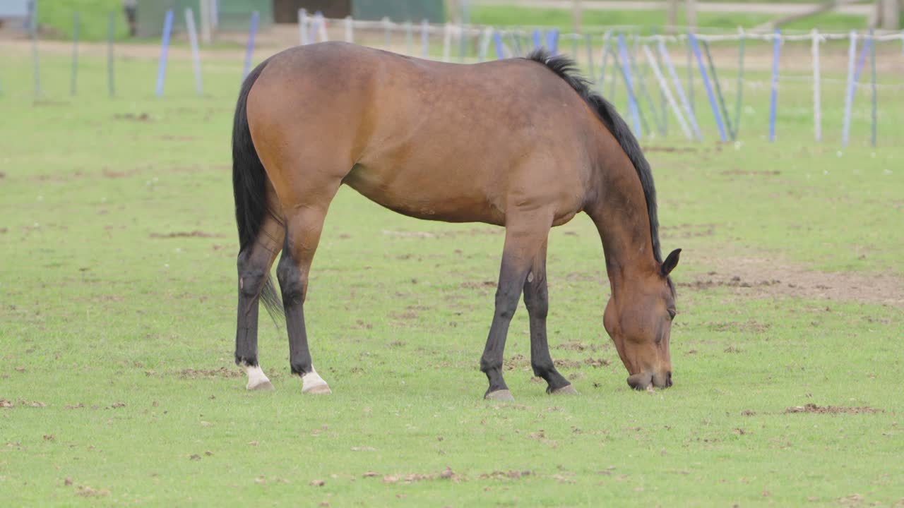 Scottish Highland Pony alone eating grass in a meadow, locked off