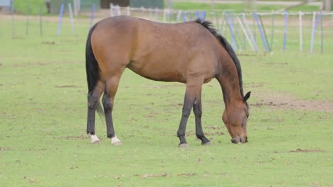 scottish highland pony alone eating grass in a meadow, locked off
