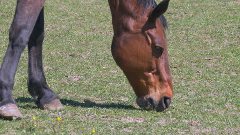 Nahaufnahme-Eines-Wilden,-Hungrigen-Pferdes,-Das-An-Sonnigen-Tagen-Frisches-Weidegras-Frisst