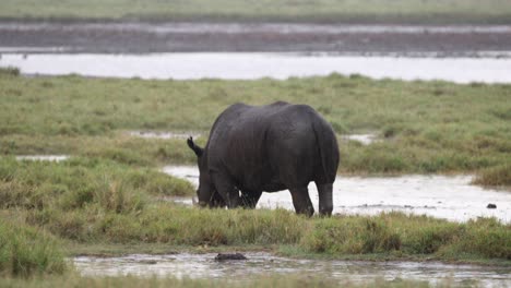 grazing black rhinoceros over wetlands in aberdare national park, kenya africa