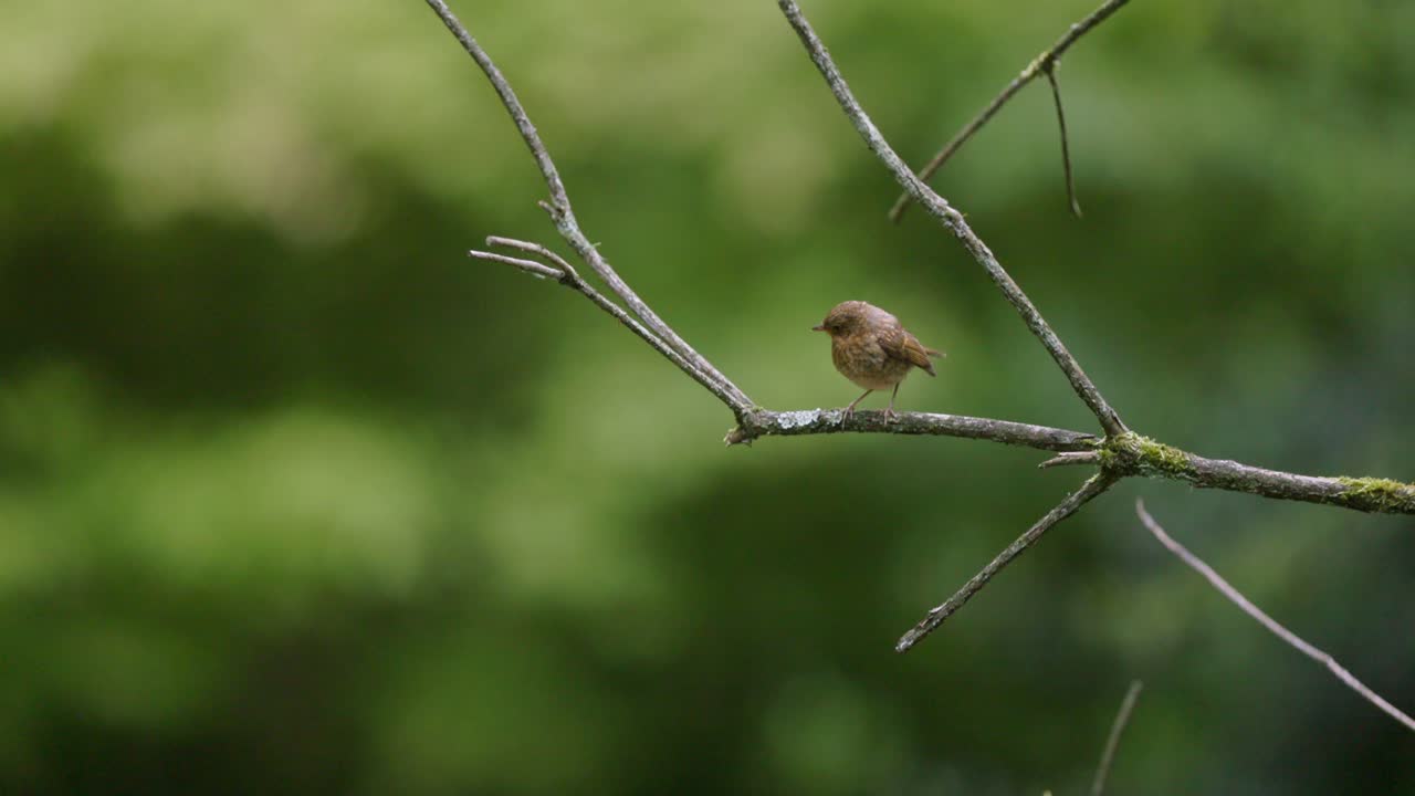 pequeño pájaro en una rama
