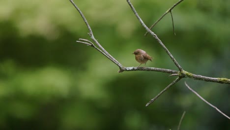 pequeño pájaro en una rama