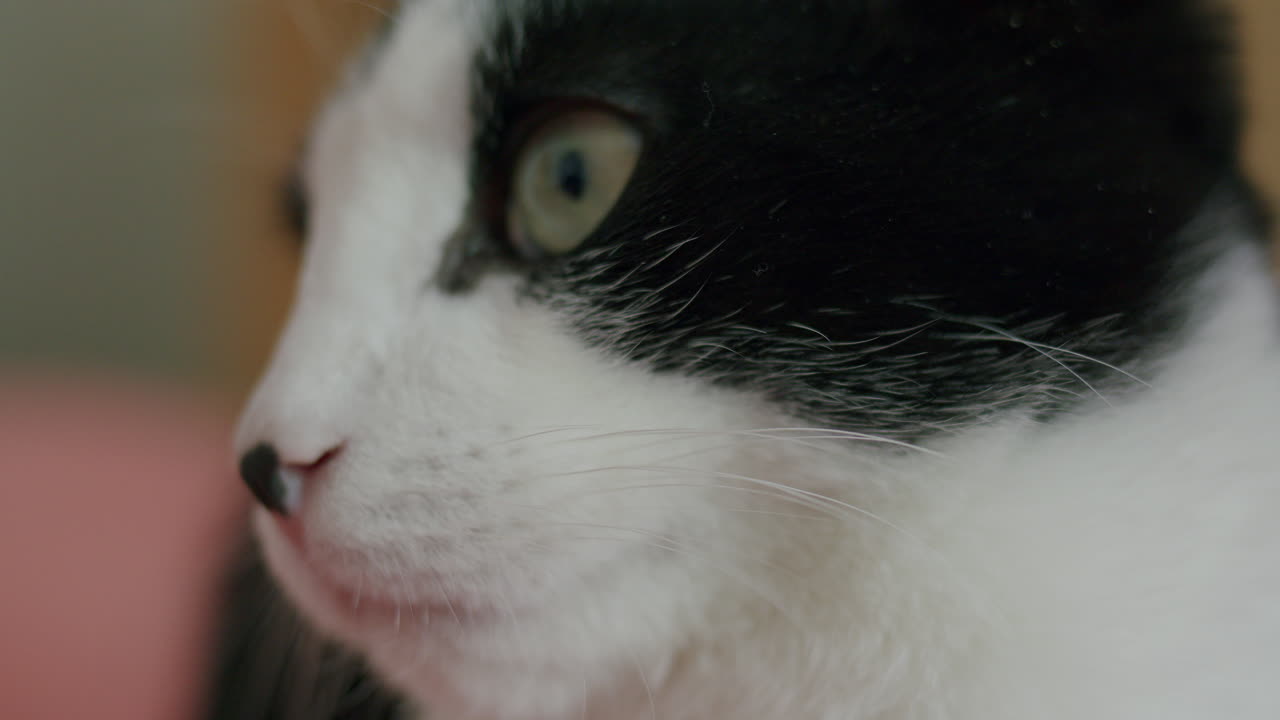 겁이 나거나 경계심이 있는 고양이